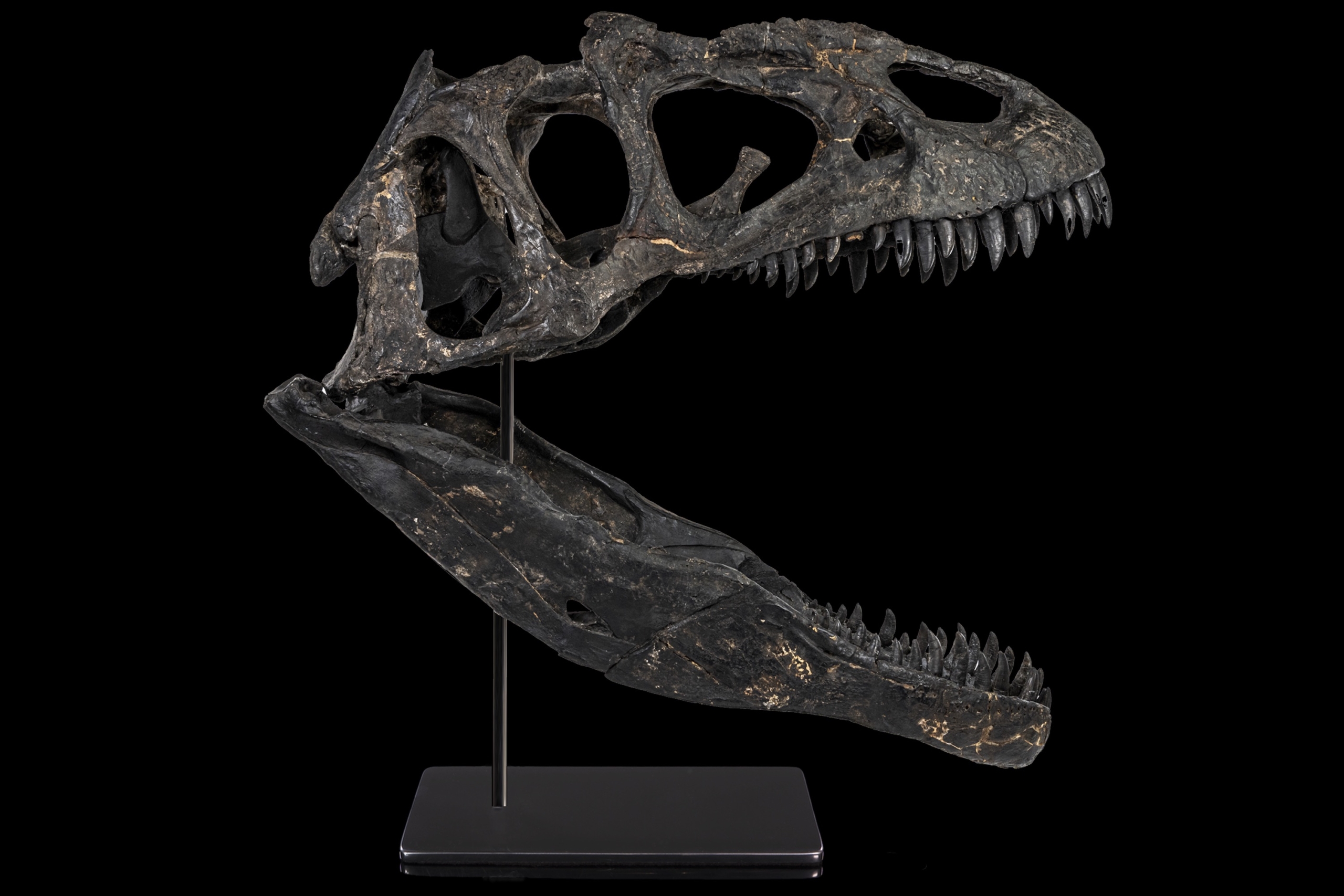 Allosaurus ••• Colorado ••• 34 x 13 x 31 Inches [150 Million Years]