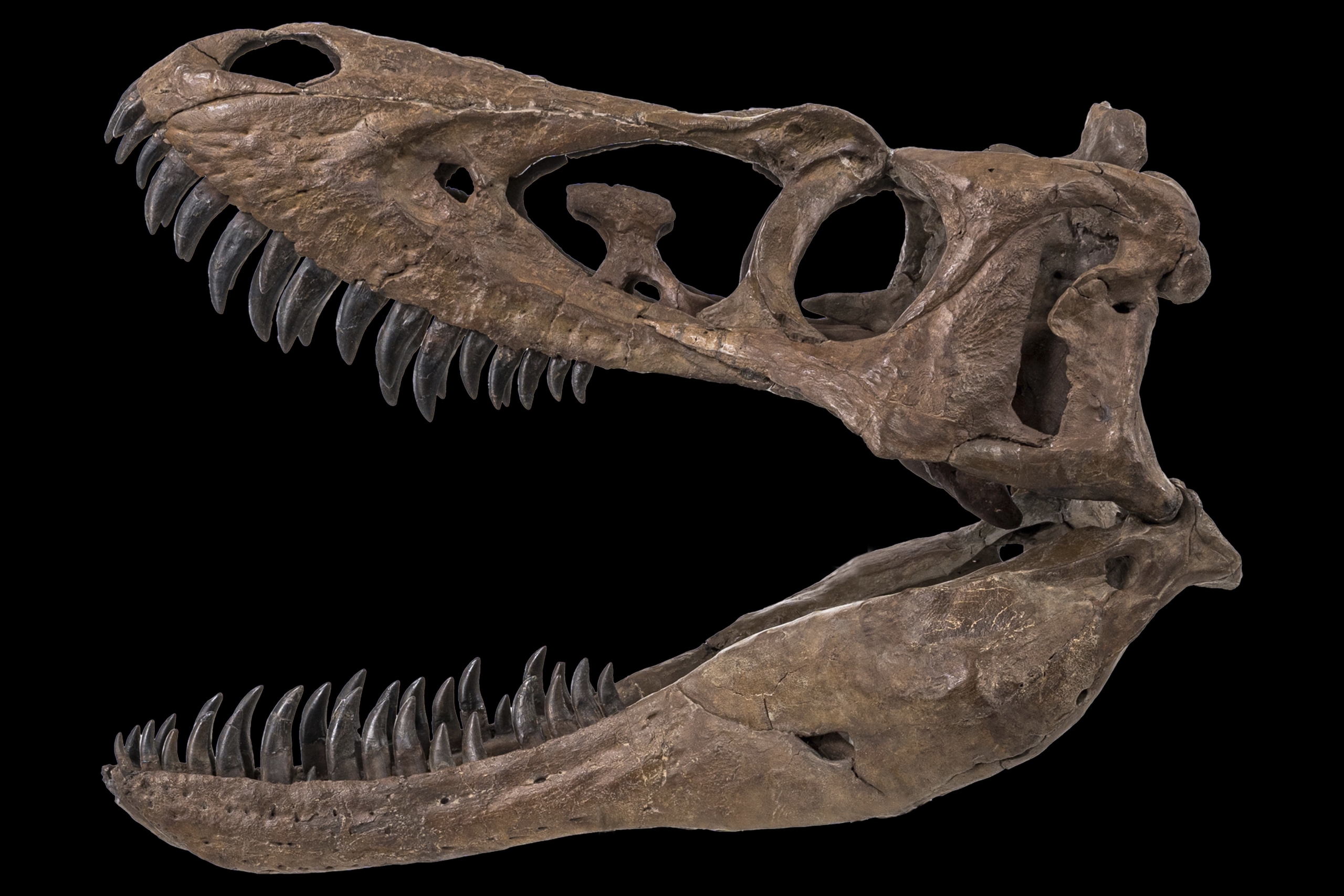 Juvenile T-Rex ••• Wyoming ••• 21.5 x 10 x 15 inches [67 Million Years]