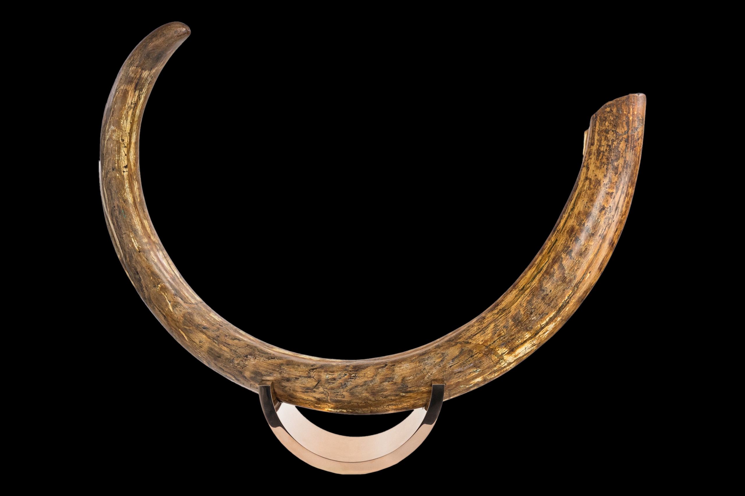 Woolly Mammoth Tusk ••• Russia ••• 53 x 20 x 35 Inches [50,000 Years Old]